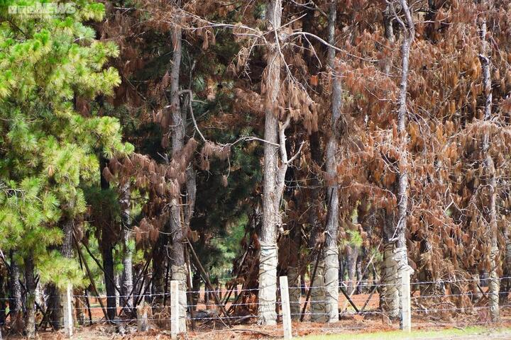 Tỉnh Gia Lai yêu cầu chấm dứt di thực nghìn cây thông ở Dự án sân golf Đăk Đoa - 1