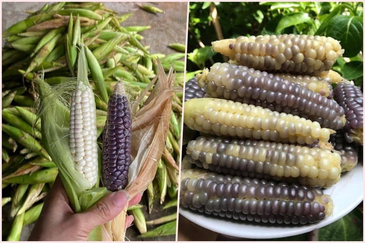 Chị em đua nhau lùng mua ngô nếp tí hon độc lạ - 1