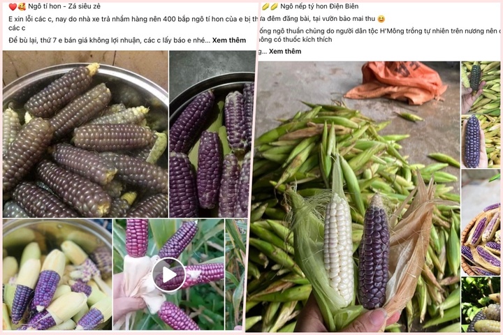 Chị em đua nhau lùng mua ngô nếp tí hon độc lạ - 2