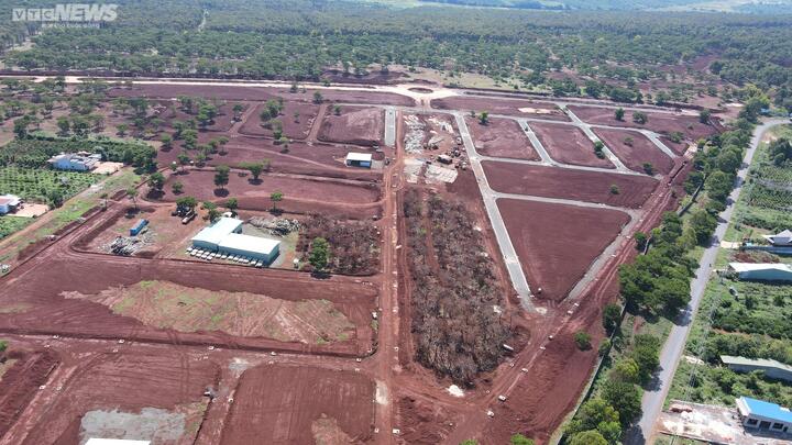 Tỉnh Gia Lai yêu cầu chấm dứt di thực nghìn cây thông ở Dự án sân golf Đăk Đoa - 2