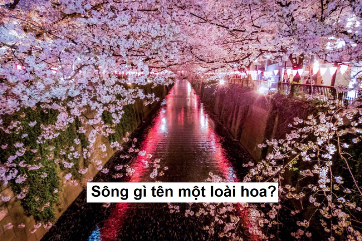 Sông gì mang tên một loài hoa? - 1