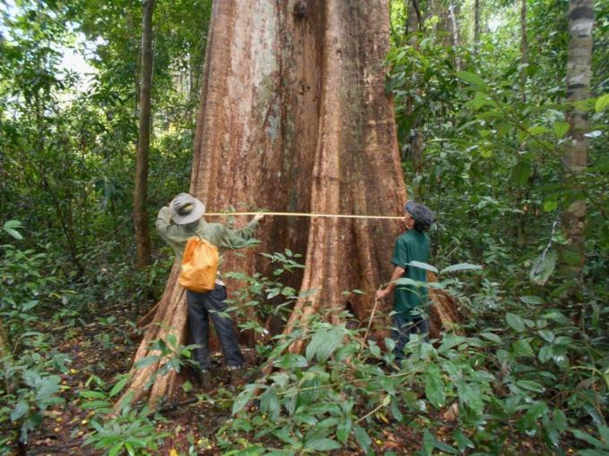 ‘Nữ tướng’ giữ rừng - 3