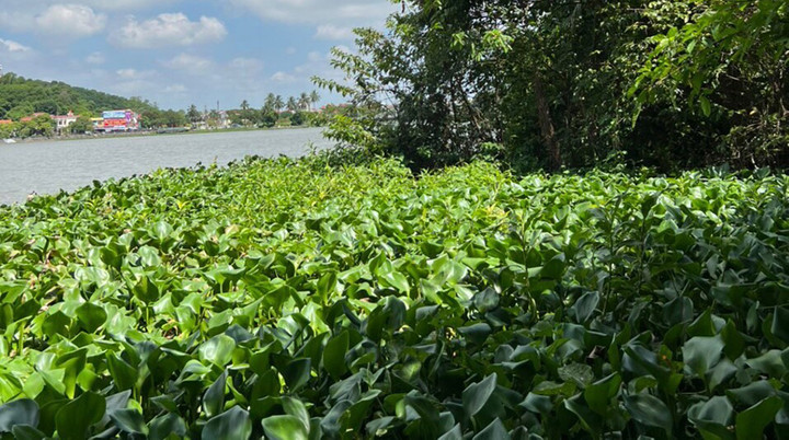 Phó Giám đốc Trung tâm Phát triển Quỹ đất ở Hải Phòng chết trong tư thế treo cổ - 1