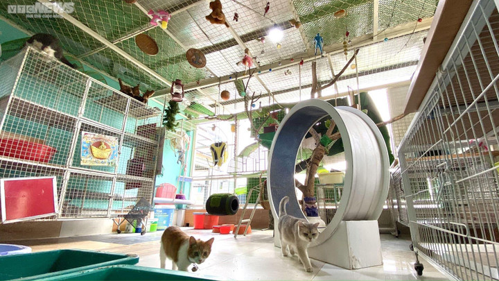 Chàng trai 'dựng nhà trẻ, làm bà đỡ' cho mèo hoang - 3