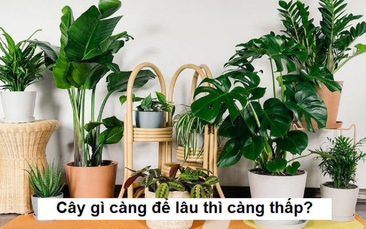 Cây gì càng để lâu thì càng thấp? - 1