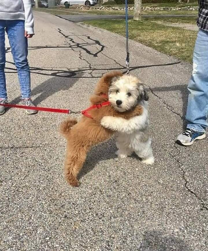 Khoảnh khắc đáng yêu hết phần thiên hạ của chó cưng, buồn mấy nhìn vào cũng tan - 5