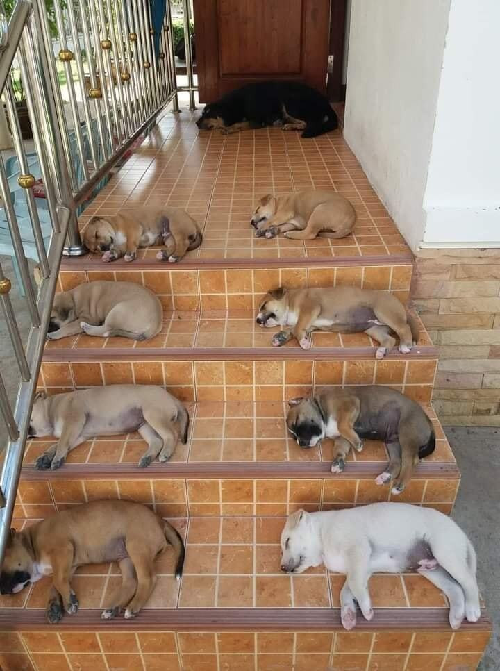 Khoảnh khắc đáng yêu hết phần thiên hạ của chó cưng, buồn mấy nhìn vào cũng tan - 9