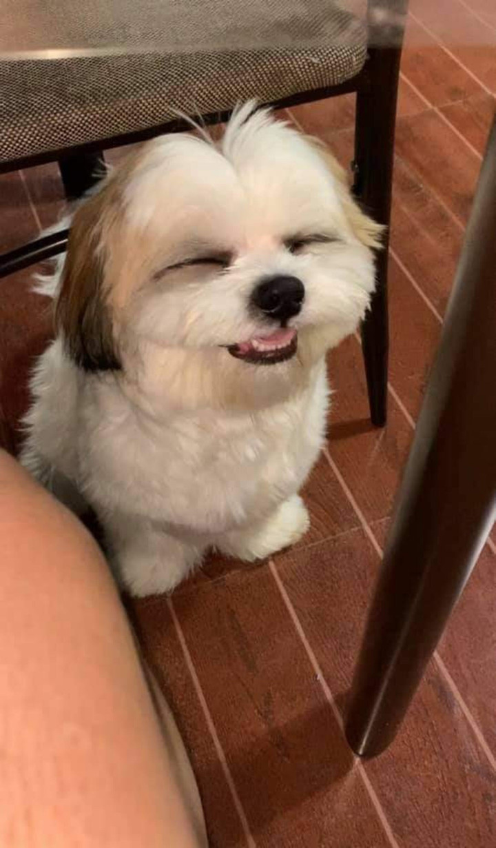 Khoảnh khắc đáng yêu hết phần thiên hạ của chó cưng, buồn mấy nhìn vào cũng tan - 3