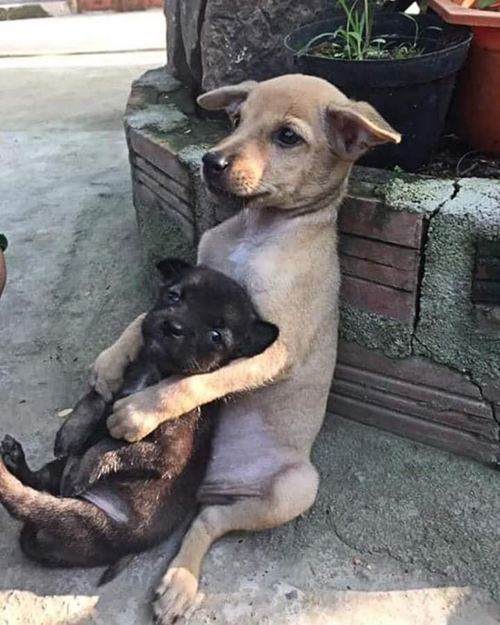 Khoảnh khắc đáng yêu hết phần thiên hạ của chó cưng, buồn mấy nhìn vào cũng tan - 4