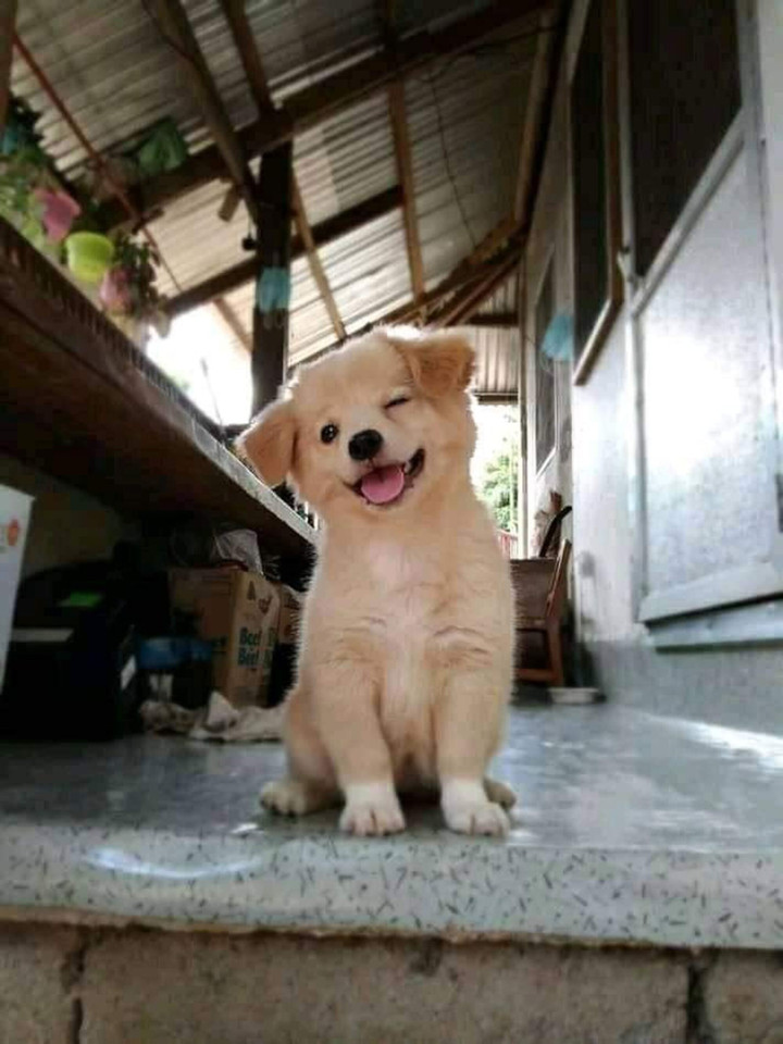 Khoảnh khắc đáng yêu hết phần thiên hạ của chó cưng, buồn mấy nhìn vào cũng tan - 2