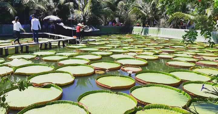 Ngôi chùa có hồ sen ‘mọc’ lên từ hố bom, lá sen khổng lồ có thể đỡ được cả người - 3