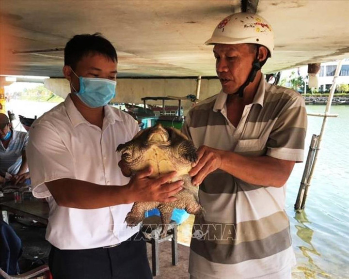 Quái vật ngoại lai nguy hiểm từng xuất hiện ở Việt Nam nay tràn ngập Trung Quốc - 4