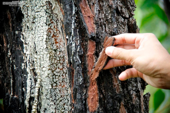 Rừng thông ở Quảng Nam bị 'đầu độc' bằng hóa chất: Lãnh đạo tỉnh chỉ đạo 'nóng' - 1