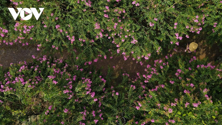 Ảnh: Con đường hoa tường vi đẹp như tranh ở Hà Nội - 1