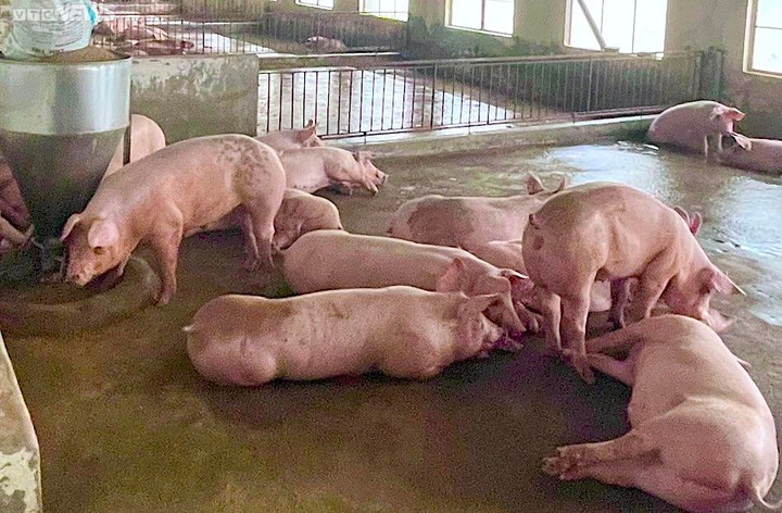 Giá heo hơi tăng 'sốc', thiết lập mặt bằng mới - 1