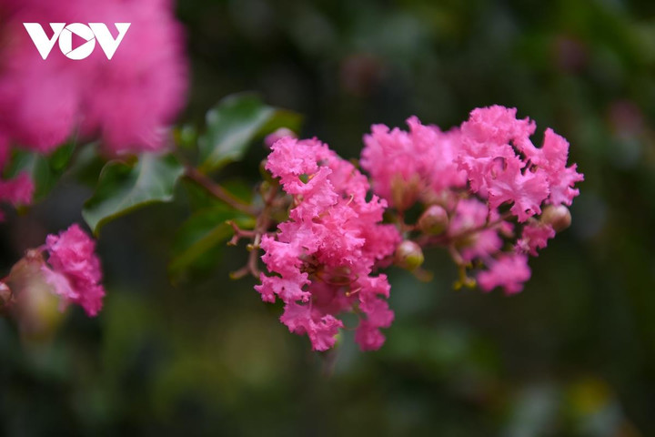 Ảnh: Con đường hoa tường vi đẹp như tranh ở Hà Nội - 4