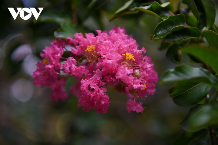 Ảnh: Con đường hoa tường vi đẹp như tranh ở Hà Nội - 5