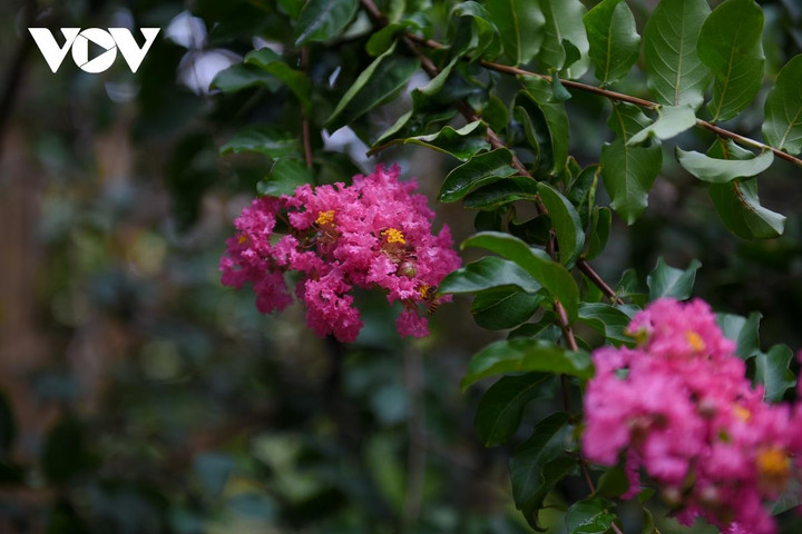 Ảnh: Con đường hoa tường vi đẹp như tranh ở Hà Nội - 6