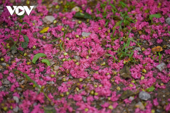 Ảnh: Con đường hoa tường vi đẹp như tranh ở Hà Nội - 13
