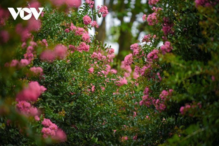 Ảnh: Con đường hoa tường vi đẹp như tranh ở Hà Nội - 2