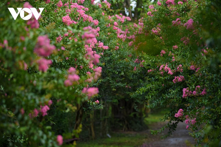 Ảnh: Con đường hoa tường vi đẹp như tranh ở Hà Nội - 3