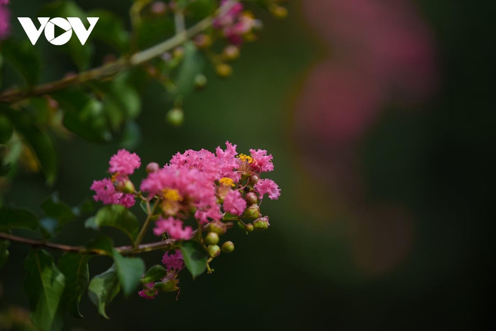 Ảnh: Con đường hoa tường vi đẹp như tranh ở Hà Nội - 7