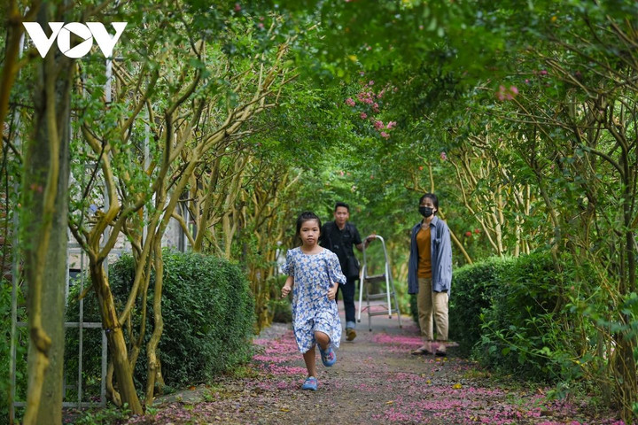 Ảnh: Con đường hoa tường vi đẹp như tranh ở Hà Nội - 8