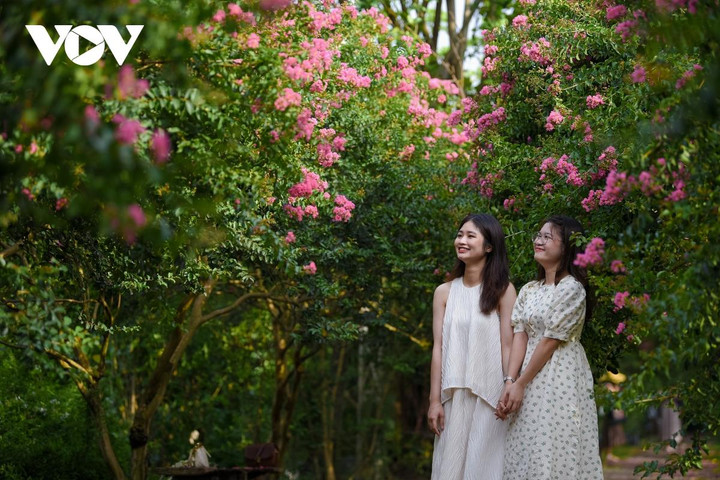 Ảnh: Con đường hoa tường vi đẹp như tranh ở Hà Nội - 10