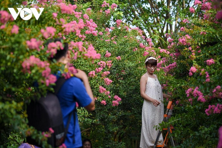 Ảnh: Con đường hoa tường vi đẹp như tranh ở Hà Nội - 11