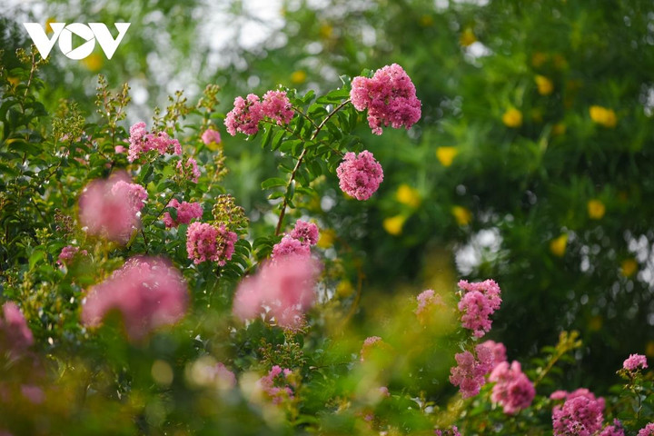 Ảnh: Con đường hoa tường vi đẹp như tranh ở Hà Nội - 14