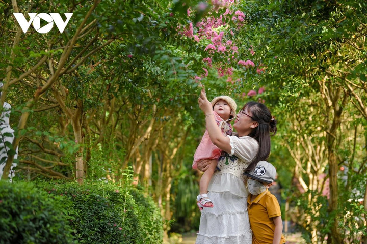 Ảnh: Con đường hoa tường vi đẹp như tranh ở Hà Nội - 9