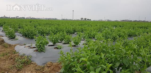 Chàng sinh viên ngành luật bén duyên với nghề trồng dược liệu - 1