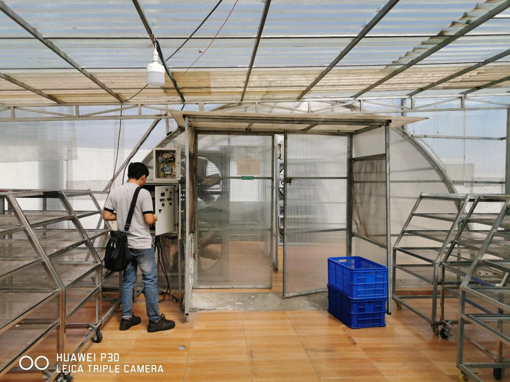 Chàng sinh viên ngành luật bén duyên với nghề trồng dược liệu - 2