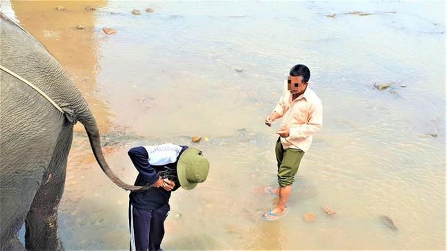 Nạn buôn bán ngà voi và nỗi đau đại ngàn - 2