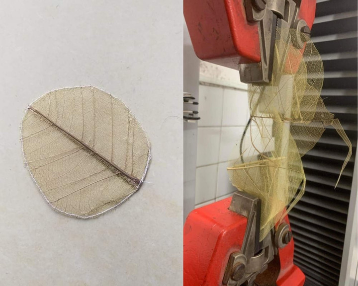 Làm túi lọc trà từ lá cây, 2 nữ sinh ở TP.HCM giành huy chương bạc quốc tế - 2