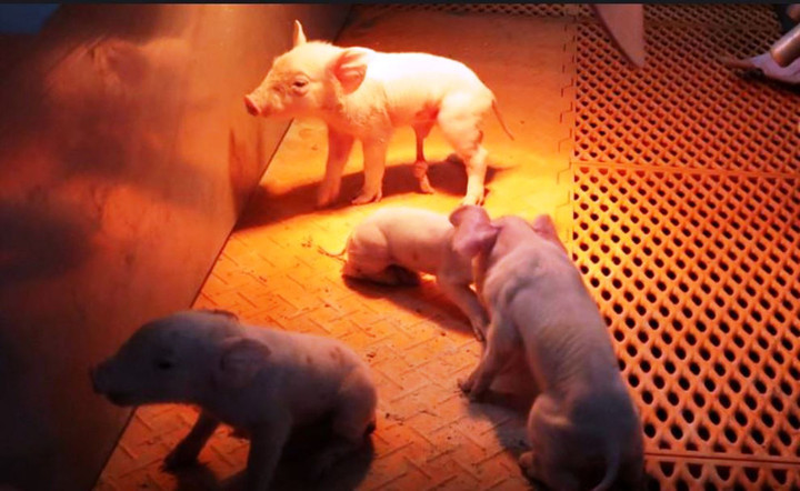 Xây cao ốc 26 tầng để… nuôi lợn - 4