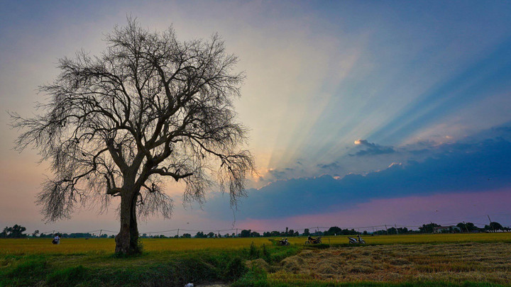 8 'cây cô đơn' nổi tiếng, được check-in nhiều nhất Việt Nam - 6