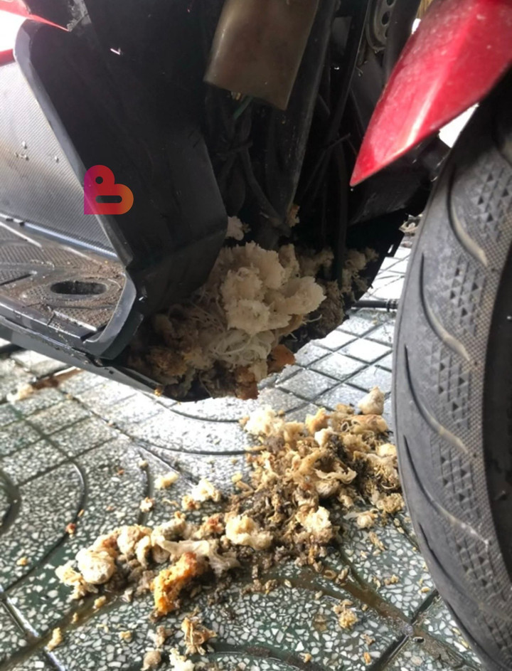 Xe đóng bụi lâu ngày, đem đi rửa mới tá hỏa phát hiện điều bất ngờ nặng 2kg - 1