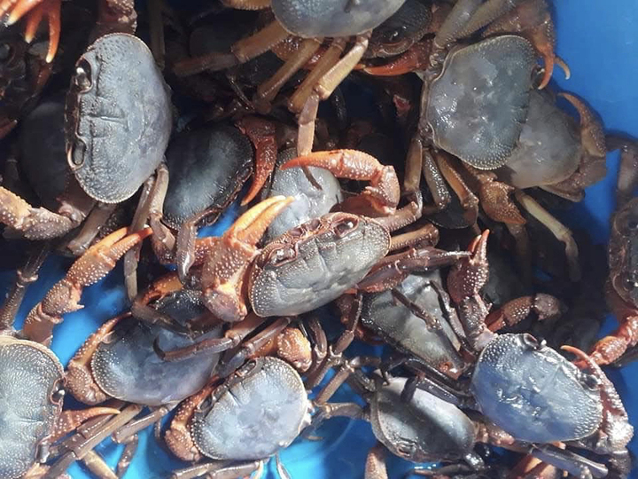 Đua nhau săn đặc sản cua đá, giá gần 300.000 đồng/kg - 1