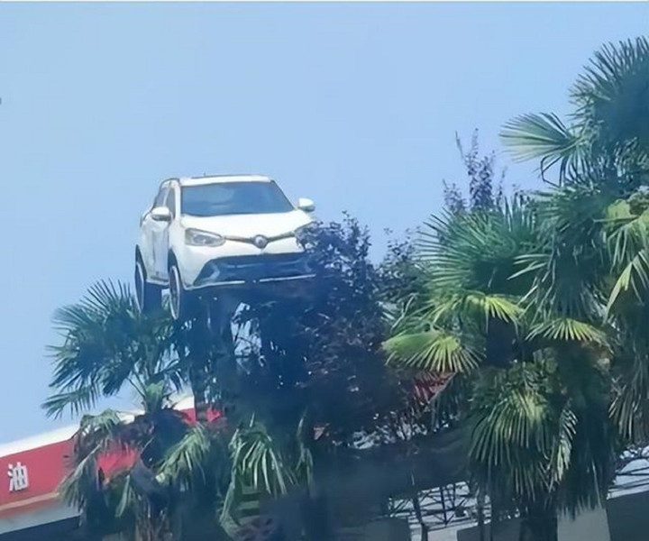 Kỳ lạ với cảnh ô tô ‘bay’ lên ngọn cây treo lơ lửng và nguyên nhân phía sau - 2