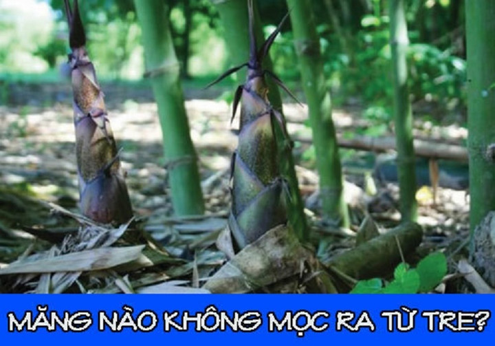 Thử IQ: Măng nào không mọc ra từ tre? - 1