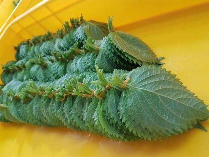 Những sản phẩm giá rẻ ở Việt Nam được rao bán siêu đắt đỏ ở nước ngoài - 4