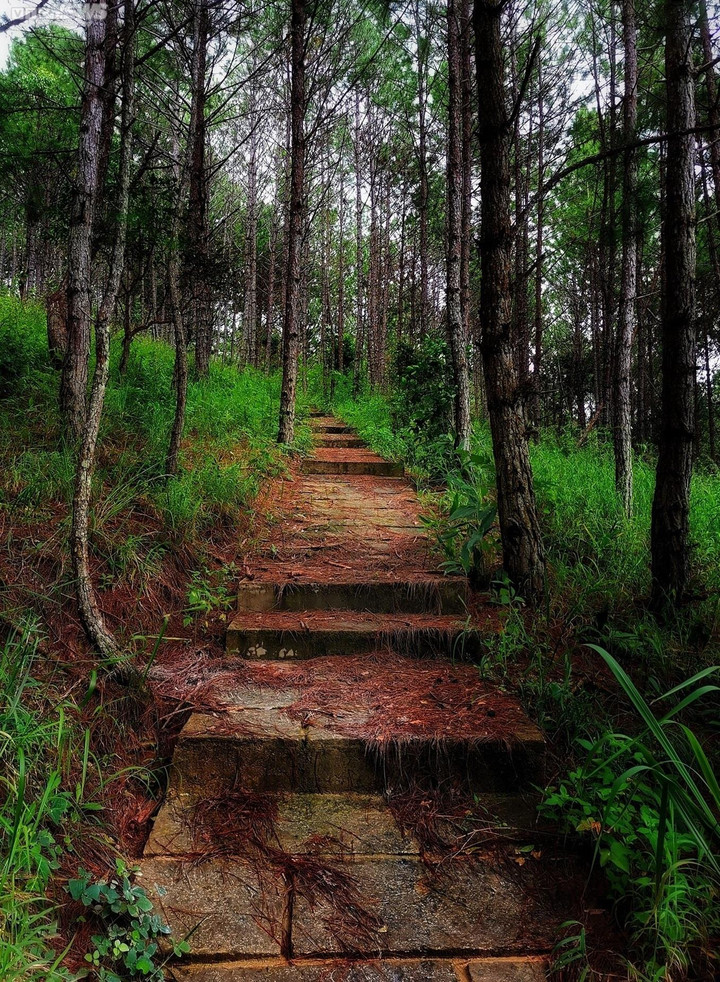 Ảnh: Ao vua Bảo Đại, tàn tích bí ẩn giữa rừng thông Đà Lạt - 8