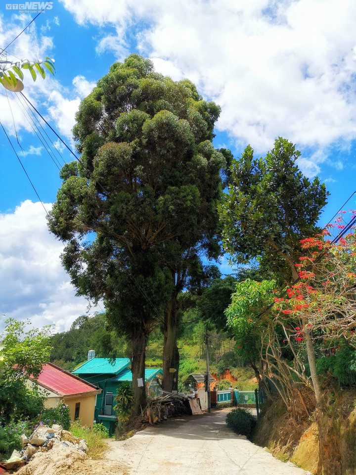 Ảnh: Ao vua Bảo Đại, tàn tích bí ẩn giữa rừng thông Đà Lạt - 9