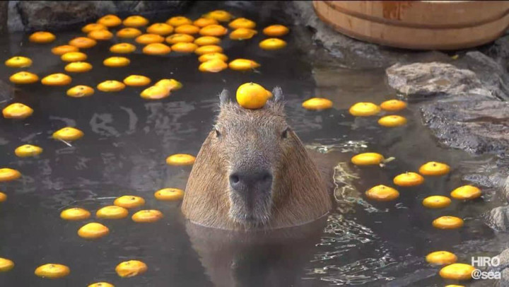 Khoảnh khắc 'tấu hài' vô đối của động vật trong sở thú, ngỡ như đi nhầm rạp xiếc - 7