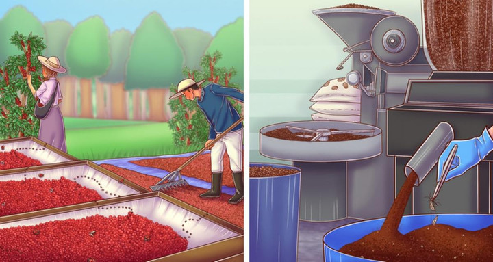 Những sự thật về cà phê có thể bạn chưa biết - 9