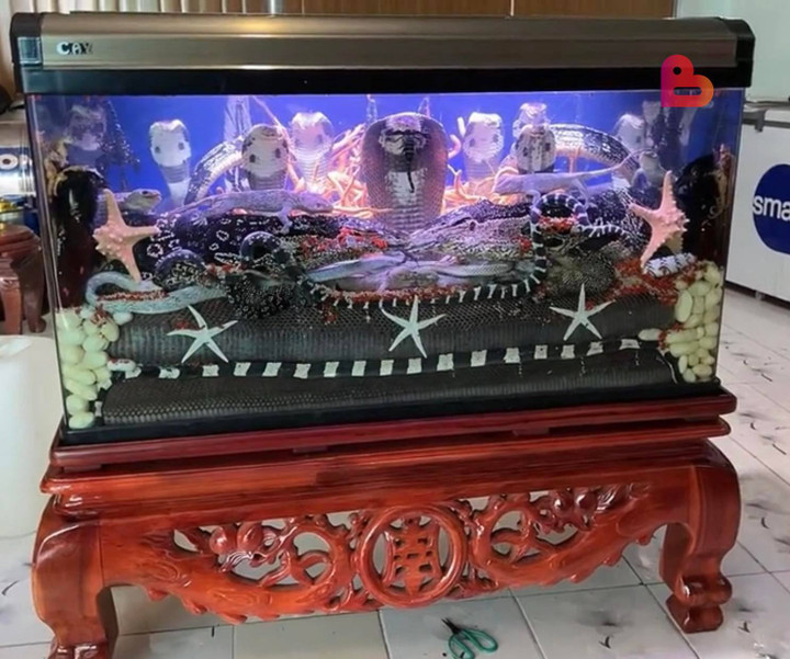 Toát mồ hôi với những 'bình' rượu ngâm gây 'ngất ngây' dù chưa uống một ngụm - 1