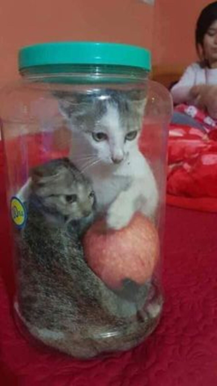 Toát mồ hôi với những 'bình' rượu ngâm gây 'ngất ngây' dù chưa uống một ngụm - 9