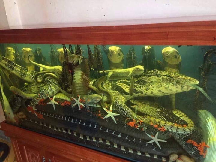 Toát mồ hôi với những 'bình' rượu ngâm gây 'ngất ngây' dù chưa uống một ngụm - 2