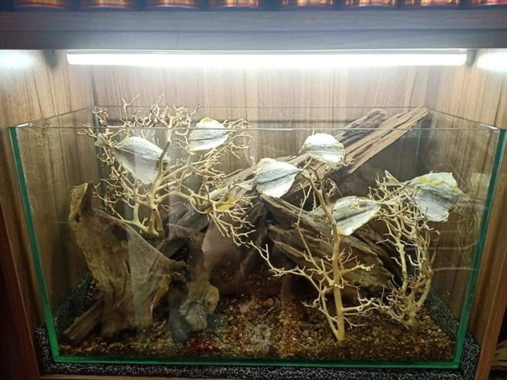 Toát mồ hôi với những 'bình' rượu ngâm gây 'ngất ngây' dù chưa uống một ngụm - 5